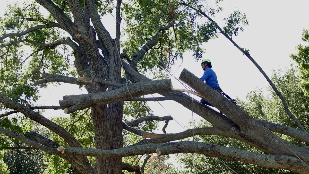 Professional Crown Thinning performed by certified arborists in Mustang