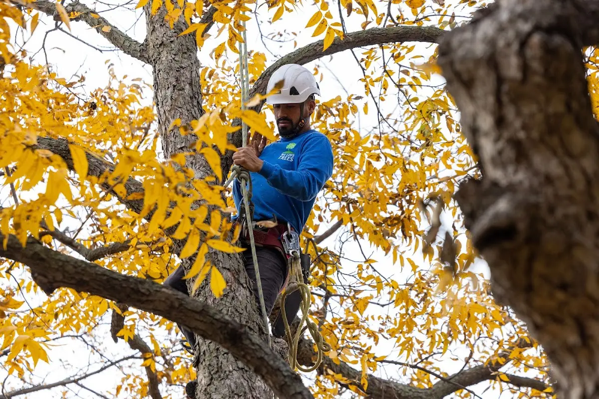 Skilled Tree Planting crew working in Mustang