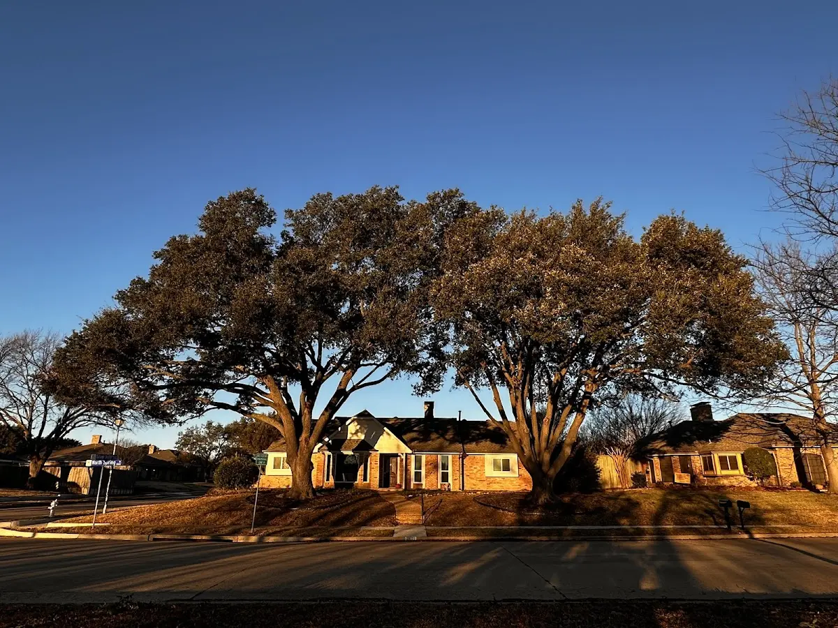 Established residential canopy tree shading a home in Mustang